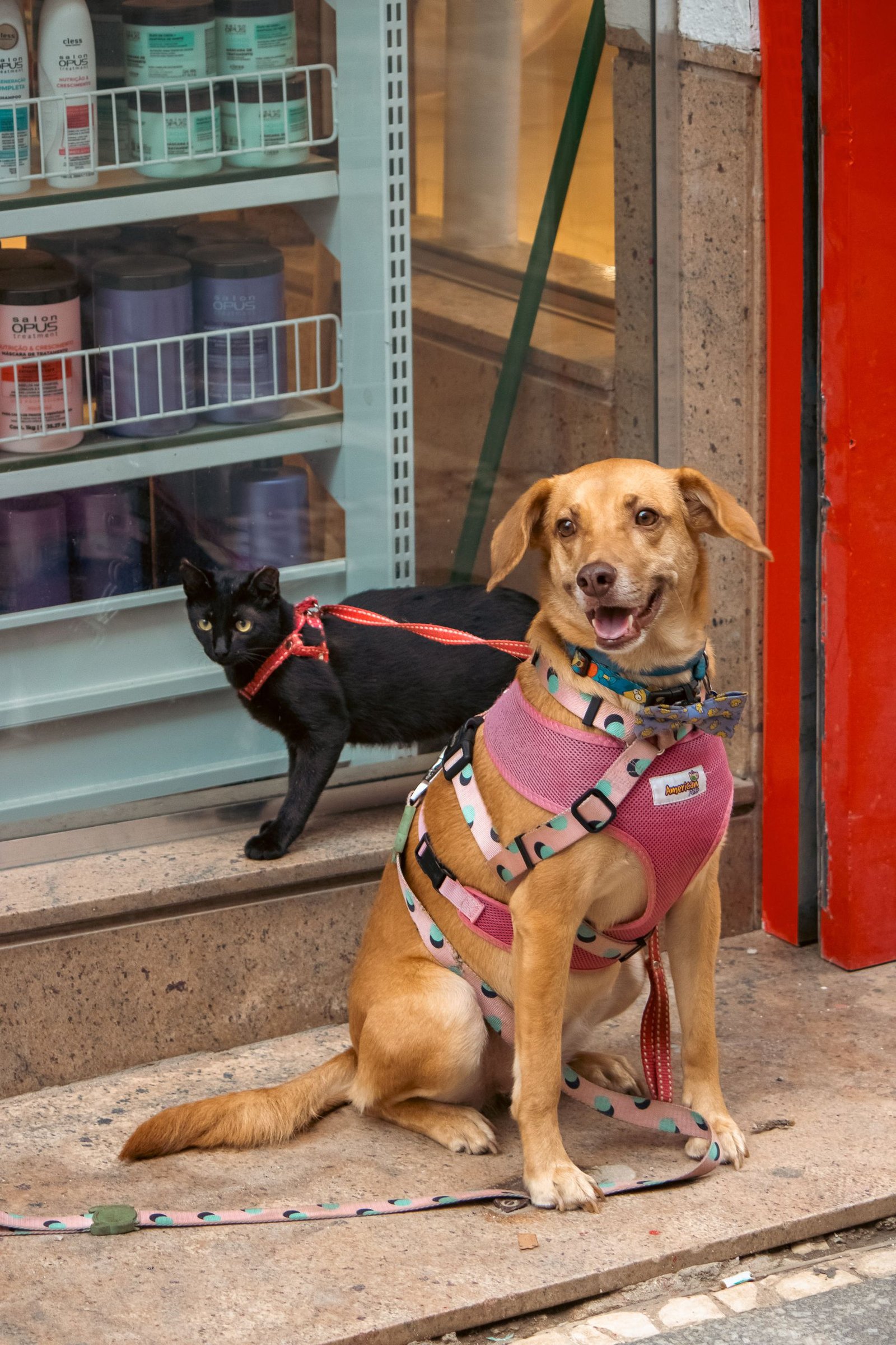 A dog and a cat in colorful harnesses sit by a storefront window, showcasing companionship.