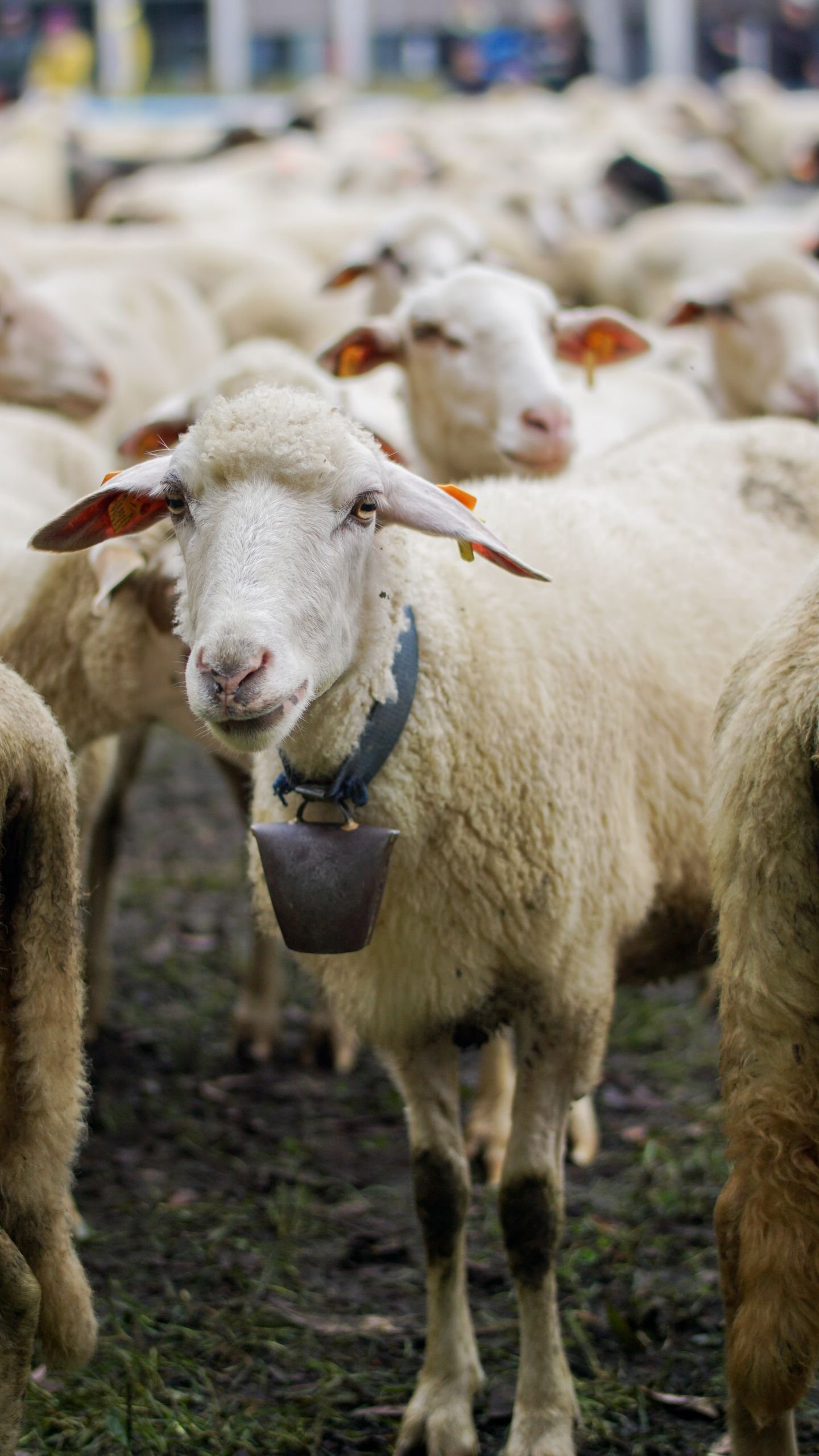 A group of sheep with bells grazing in a green pasture, showcasing rural farm life.