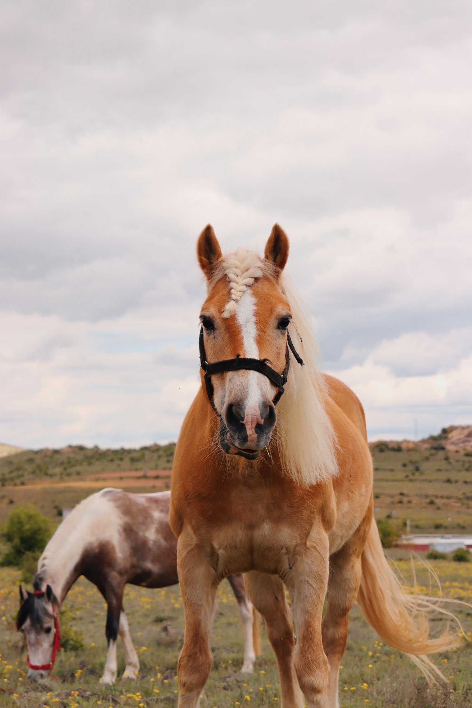 Brown horse wearing bridle in a grassy field with cloudy sky.