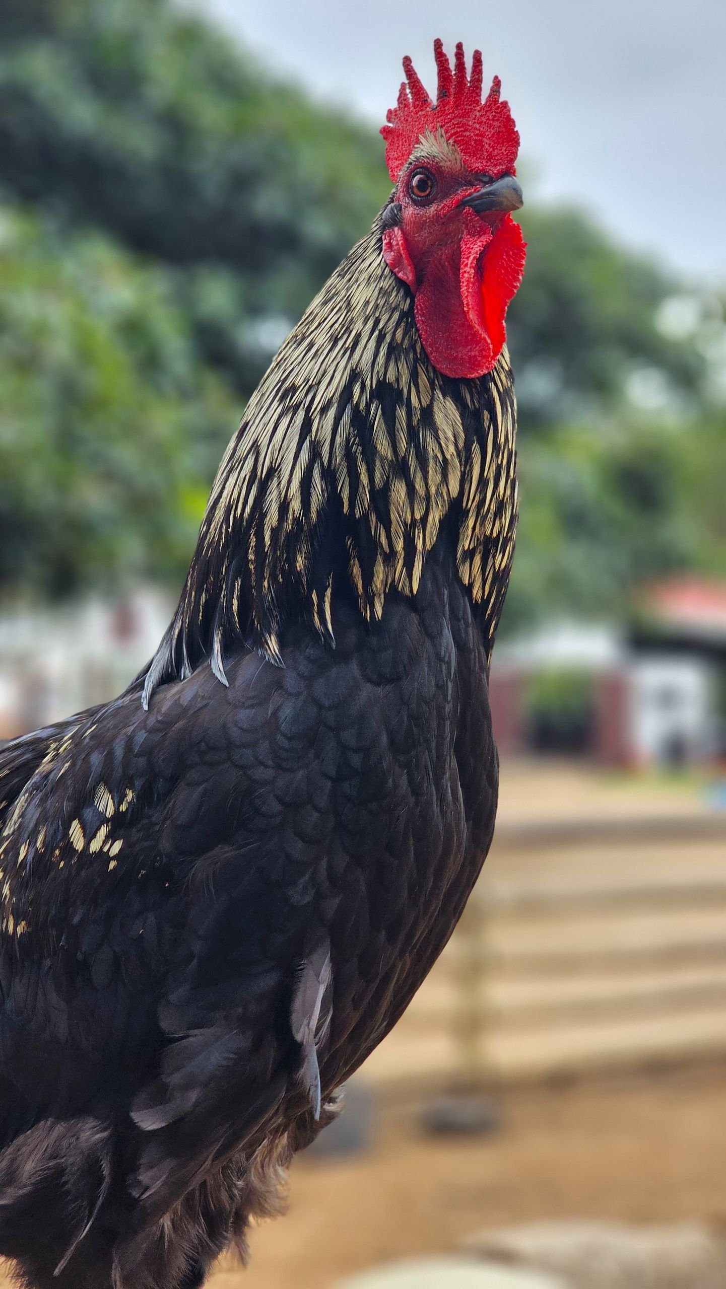 Detailed close-up portrait of a rooster outdoors showcasing vibrant plumage and personality.