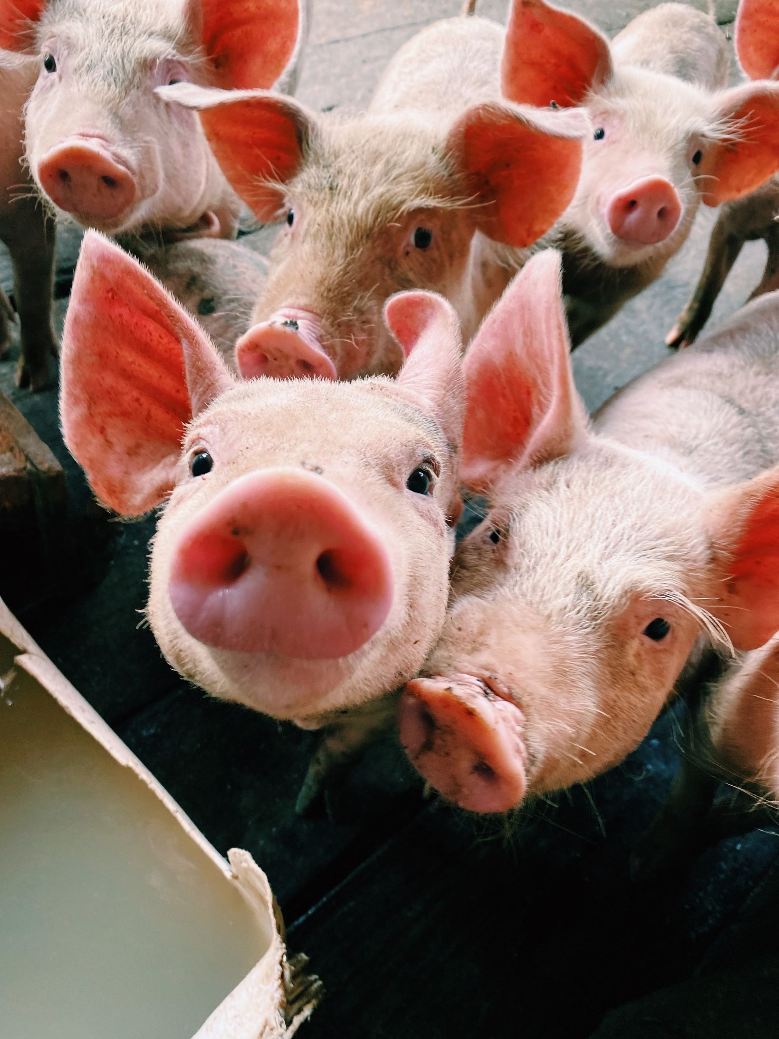 Group of piglets curiously approaching the camera, highlighting their playful nature.