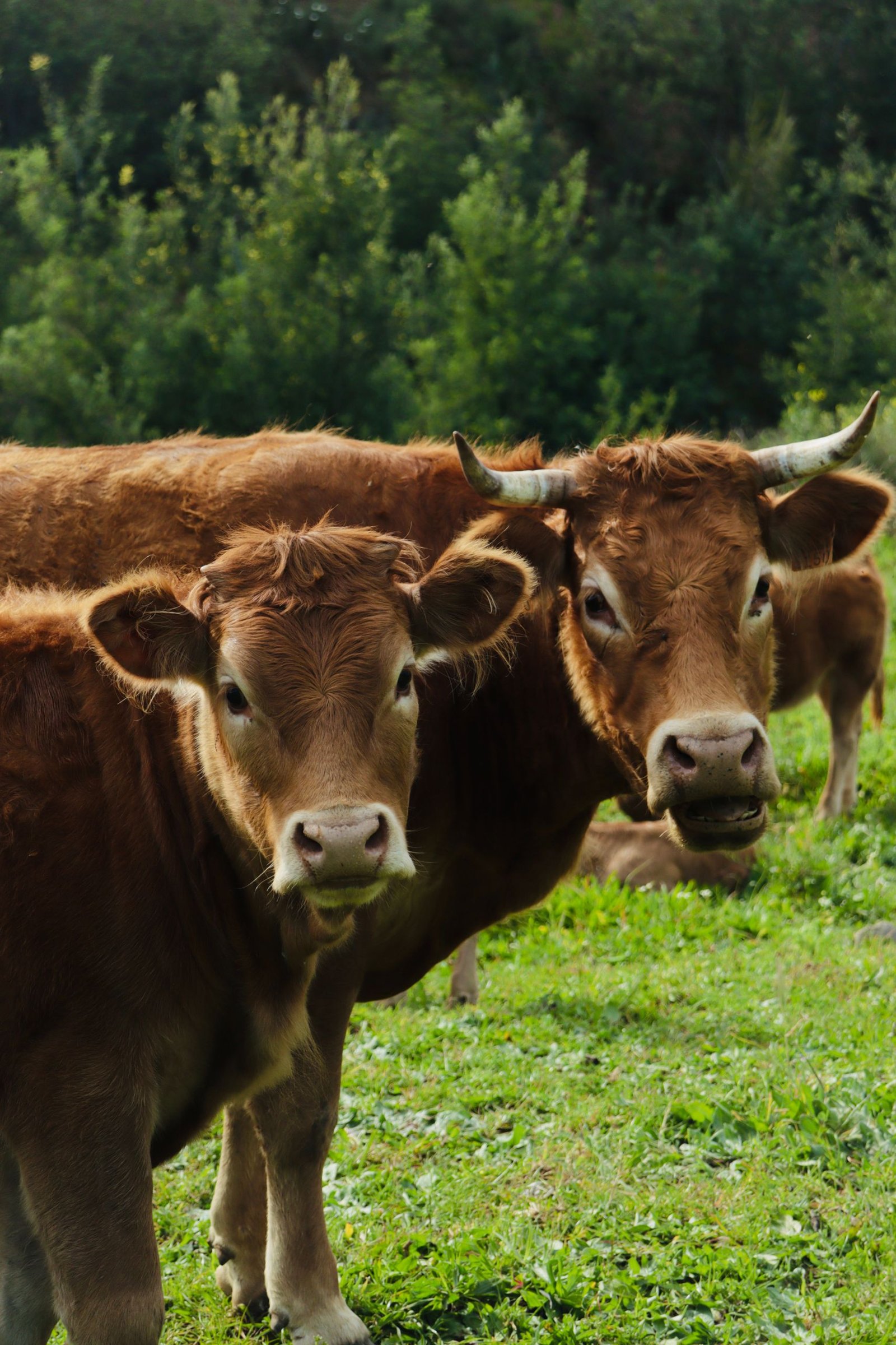 Two brown cows grazing in a lush green pasture, under a clear daylight sky, depicting rural life.